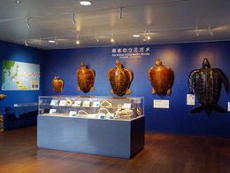 水族館　Ｂゾーン 串本の海の生き物たち