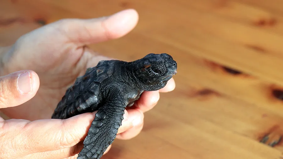 子ガメタッチングとウミガメのエサやり