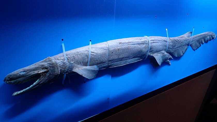 特別展「串本のサメ」