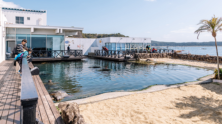 ウミガメへのエサやり体験