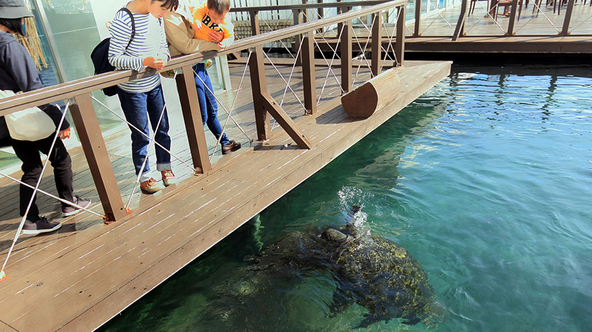 ウミガメへのエサやり
