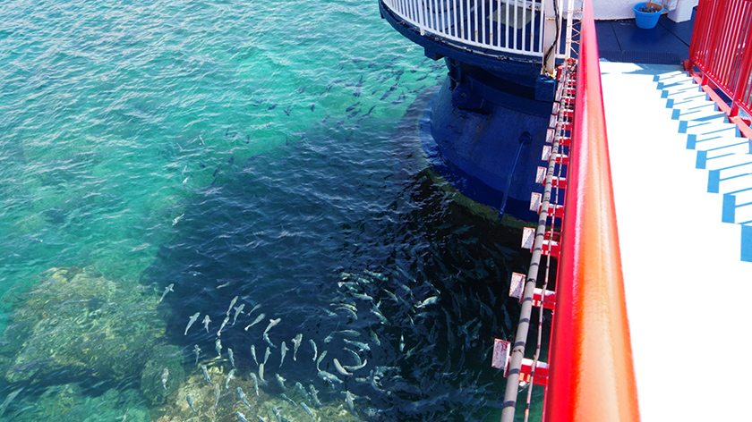 サカナのエサやり体験