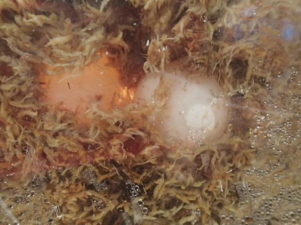 アカウミガメ卵展示 (2).JPG